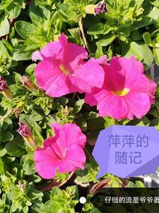 萍萍老师生活记录百家号
